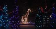 Henry Vilas Zoo cancels Lights Show this weekend due to extreme cold