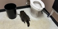 ‘Heavily intoxicated’ raccoon passes out in liquor store bathroom after breaking in, ransacking shelves