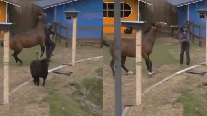 VIDEO | Sergio Mayer Mori recibe atención de emergencia tras ser golpeado por un caballo en La Granja VIP