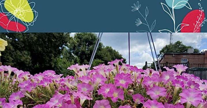 ON GARDENING: Supertunia Mini Vista Pink Cloud is a plant of distinction