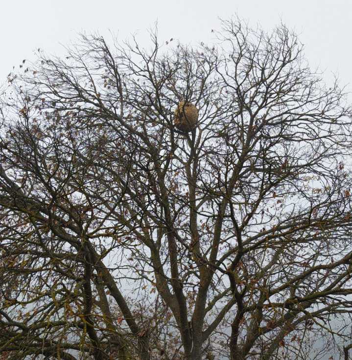 Localizados 9 nidos de avispa asiática en Alcañiz desde el verano