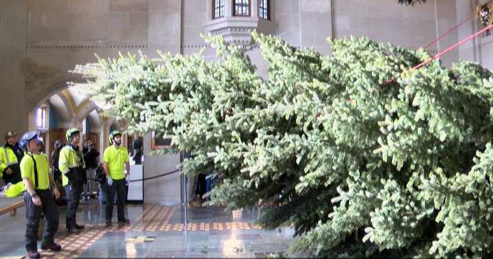 Purdue Memorial Union Christmas tree delivered for 50th year