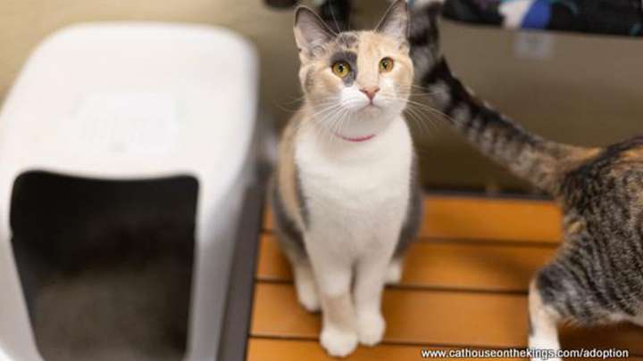 Spectacular Spreckles Needs a Forever Home for the Holidays