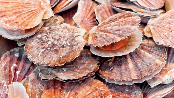 Seashells turned to eco-friendly concrete