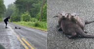Woman Stopped Car To Rescue Three Baby Otters Stranded On Isolated Road