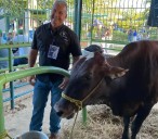 Novilla de Tucacas se alza como Gran Campeona lechera de la Expo Falcón 2025