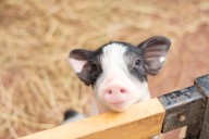 Sleepy pig wakes up to a cookie (video)