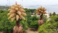 Palmeras plantadas en 1960 en Río de Janeiro florecen por primera y única vez