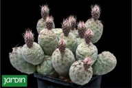 Raro, frágil, difícil de encontrar. El cactus argentino que arrasa entre los coleccionistas del mundo