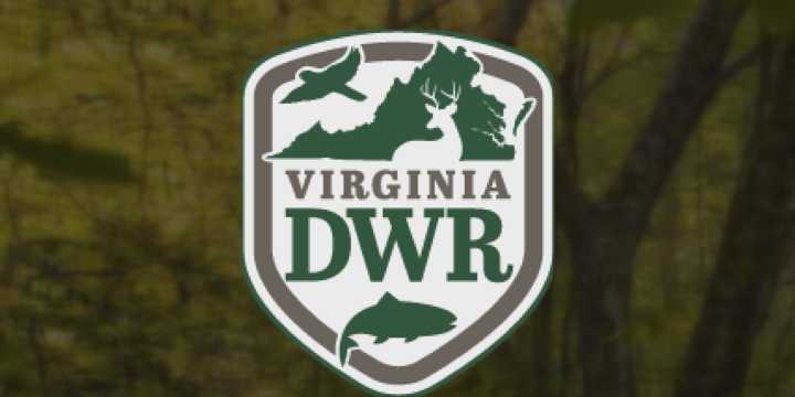 Multiple dead vultures found in Rocky Mount