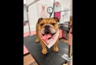 Woof Gang Bakery & Grooming offers spa days for your pup