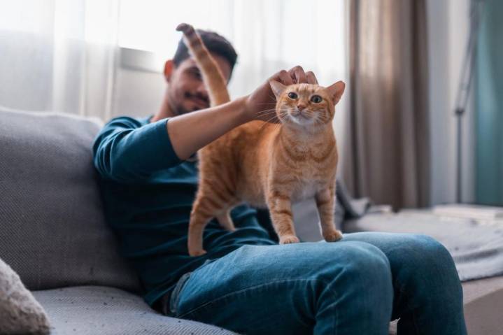 Dear Abby: My friend lied about taking care of my cat while I was away