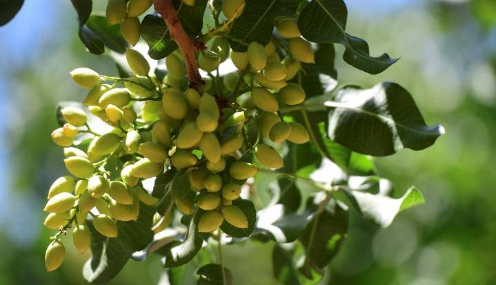 Impulsada por la fiebre del chocolate de Dubái, Argentina apuesta por los pistachos