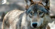 Gray wolf crosses into New Mexico; returned to Colorado