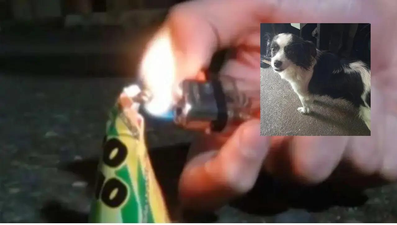 ¡Lacy murió! Saltó al vació desde un octavo piso: la perrita le tenía miedo a la pólvora