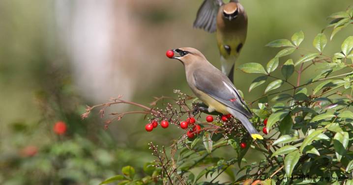 Winter Is a Great Season to Go Bird Watching in Portland