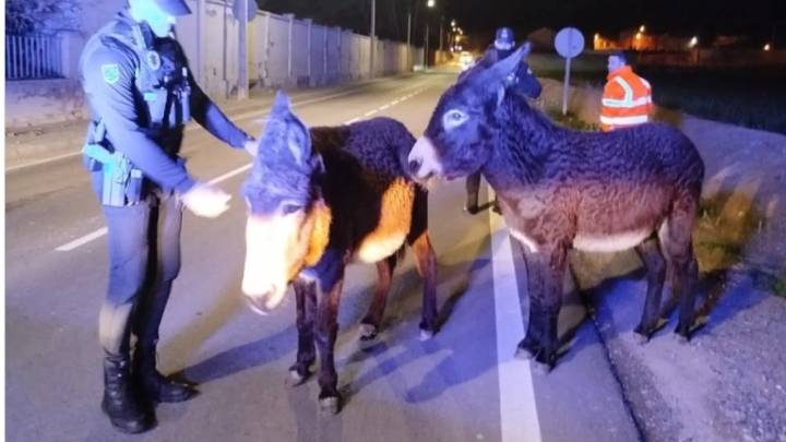 ¿Qué hacen unos burritos solos en una avenida? ¿Van camino de Belén?