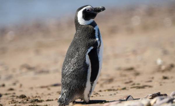 El Conicet lanzó un streaming desde Chubut que muestra en vivo el hábitat de aves marinas