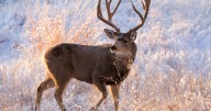 Montana reduces non-resident deer hunting licenses