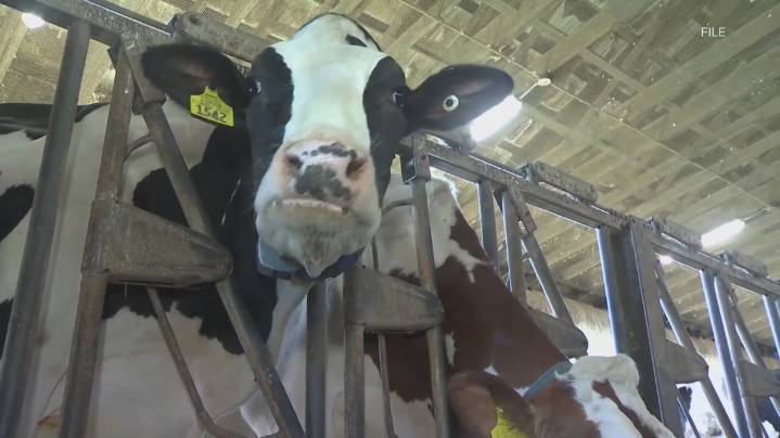 Central Texas law enforcement warn of cattle theft and active black market for meat