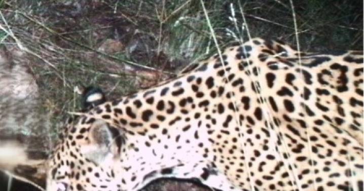 New jaguar spotted in southern Arizona