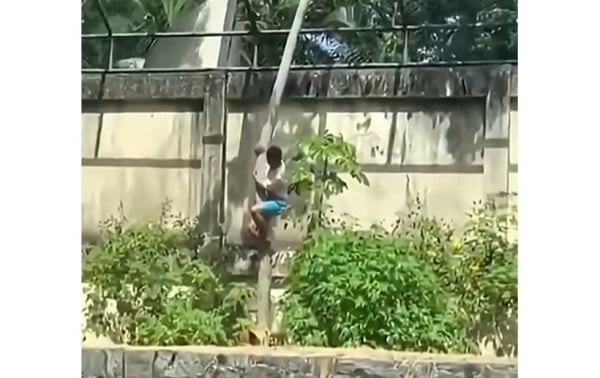 Video: Muere tras entrar a la jaula de una leona en zoológico de Brasil