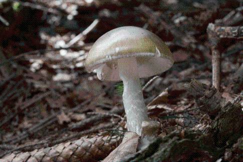 Deadly poisoning outbreak prompts warning about wild mushrooms in California