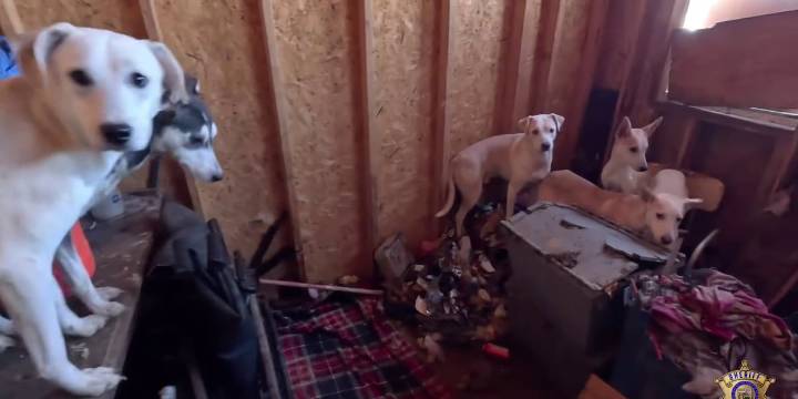 Tipster leads deputies to neglected dogs living in Tonopah shed