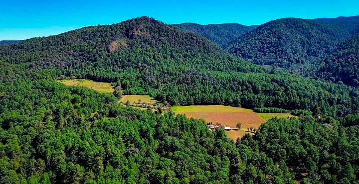 Cuidar los bosques será ley en Michoacán; envía Bedolla iniciativa histórica al Congreso