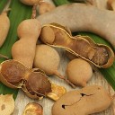 Beneficios de la hoja de tamarindo