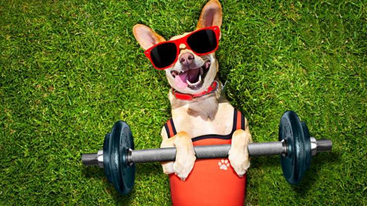 Cuánto ejercicio necesita tu perro según su energía, temperamento y estado de salud