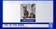 Cats Jumba and Pleakley up for adoption at Humane Educational Society of Chattanooga