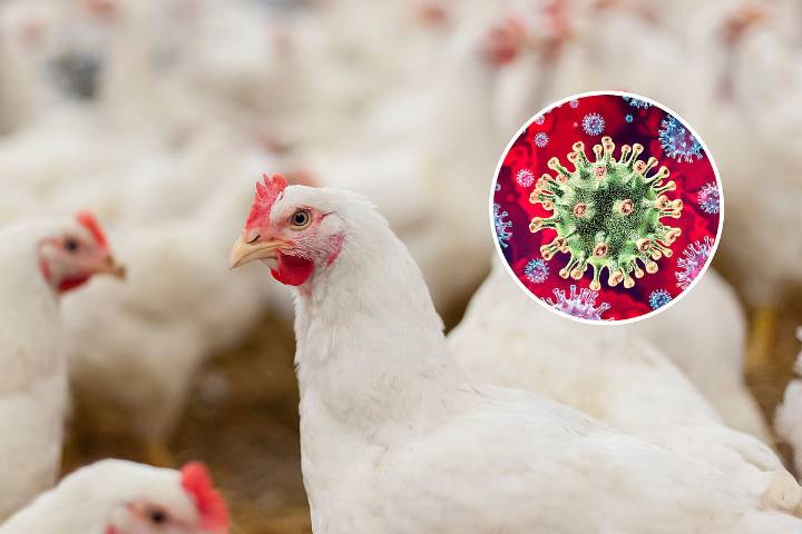 Bird flu viruses are resistant to fever, making them a major threat to humans