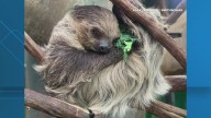National Zoo announces the death of beloved sloth named Athena
