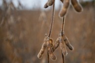 Michigan farmers to lose $167M in exports this year as tariffs raise costs