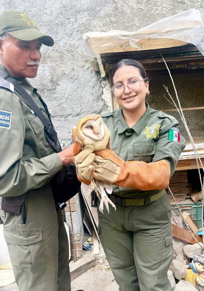 Auxilia Policía Ambiental especies silvestres en el área urbana de Saltillo