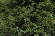 Free Christmas trees, festivities at Las Vegas event