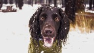 Don't forget pets when preparing for winter's cold. Here's what experts recommend