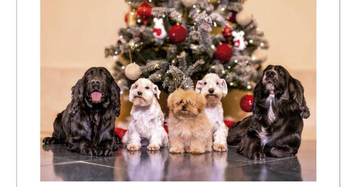 Don Juan Carlos y Doña Sofía eligen a sus cinco perros para felicitar la Navidad