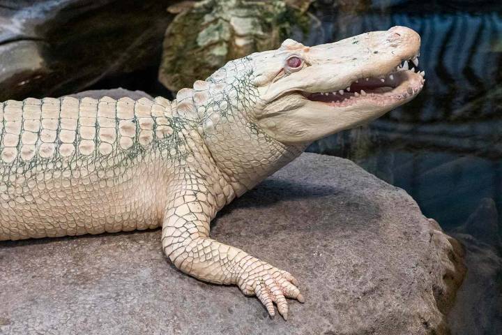 Claude, San Francisco's Beloved Albino Alligator, Dies at 30