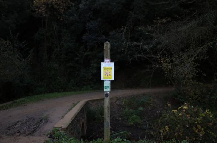 Spain plans wild boar cull to curb population after swine fever outbreak