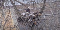 Minnesota DNR EagleCam goes live once again