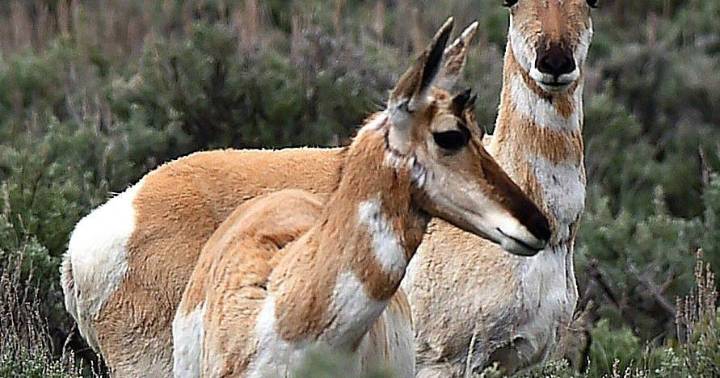 Increasing archery opportunity for pronghorn hunters passes