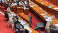 Breaking Donkey News: An Animal Gatecrashes Pakistan Parliament, Steals The Show From Politicians