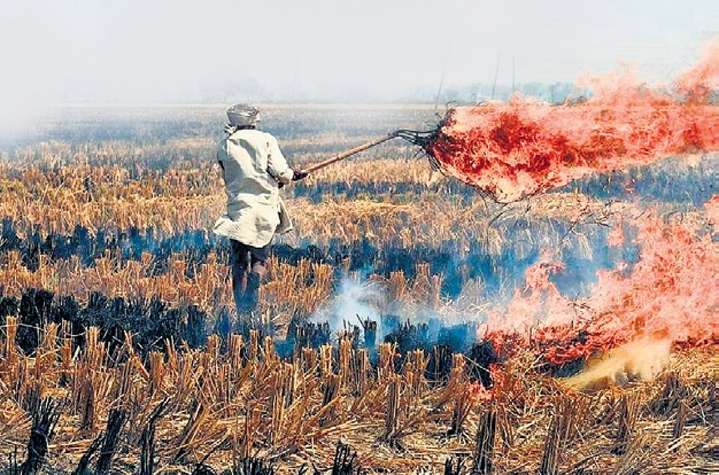 MP records higher stubble burning than 5 states
