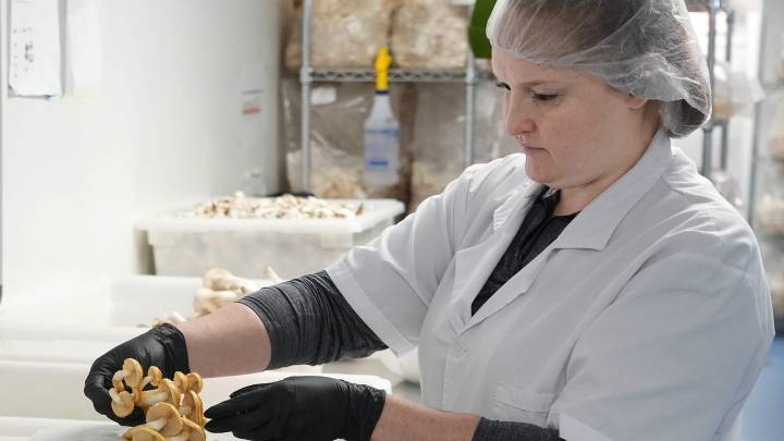 Mushroom business sprouts up in old Akron worship space