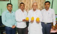 Good News For Mango Lovers: Junnar Gold Mango Receives Official Recognition From Central Government