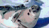 Why Do Seals Slap Their Belly?
