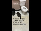 Raccoon goes on drunken rampage, passes out in liquor store