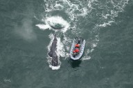 Thrilling Whale Rescue Off Georgia Coast: What We Know